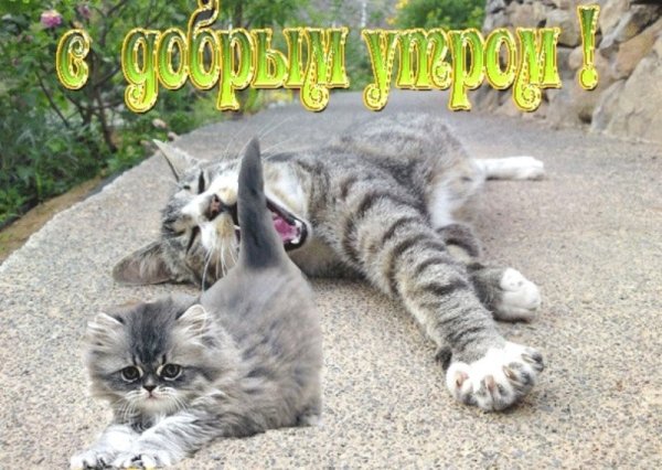 Пожелания с добрым утром с кошками