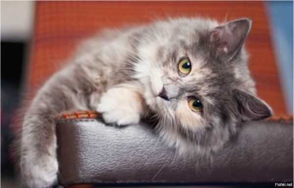 Доброе утро с котами