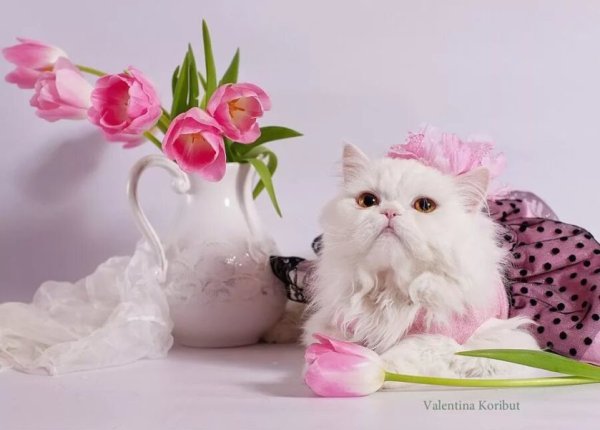 Доброе утро белая кошка