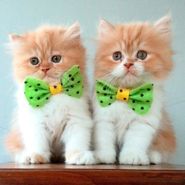 Доброе утро котенок