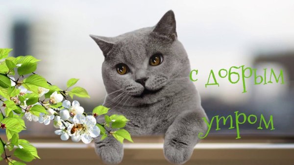 Кот поздравляет с добрым утром