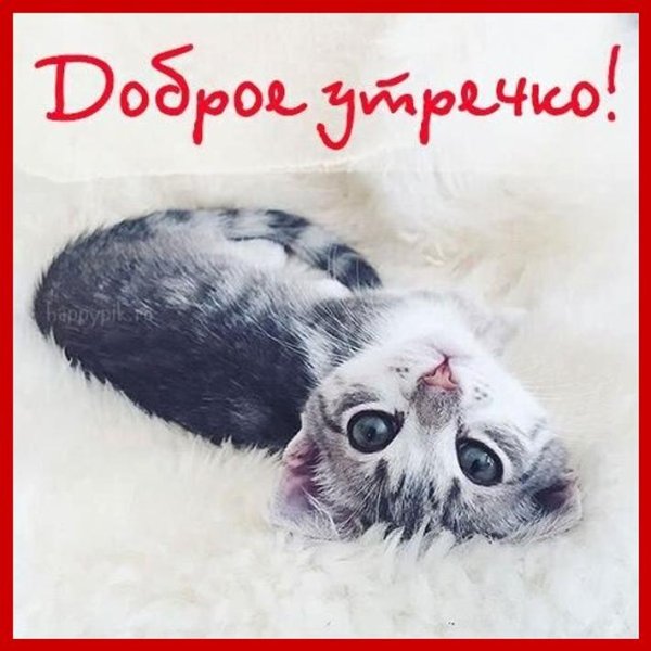 С добрым утром котики