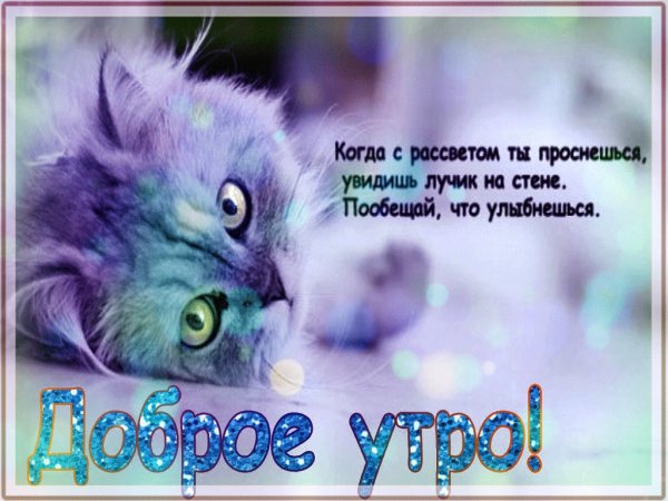 Доброе утро котенок мой