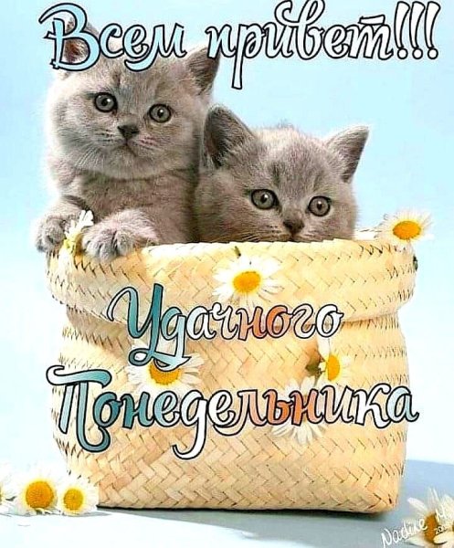 Открытки с добрым утром понедельника с котятами