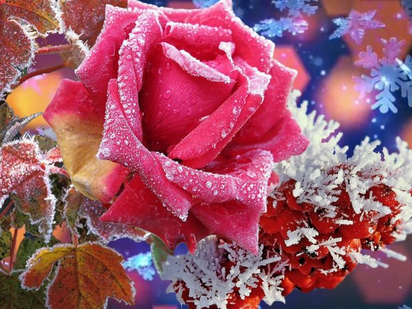 Цветы в снегу