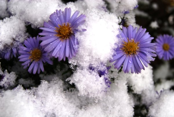 Красивые зимние цветы
