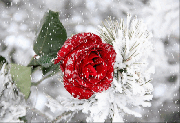 Букет роз на зимнем фоне