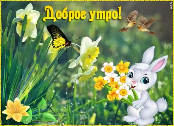Доброе утро Зайка