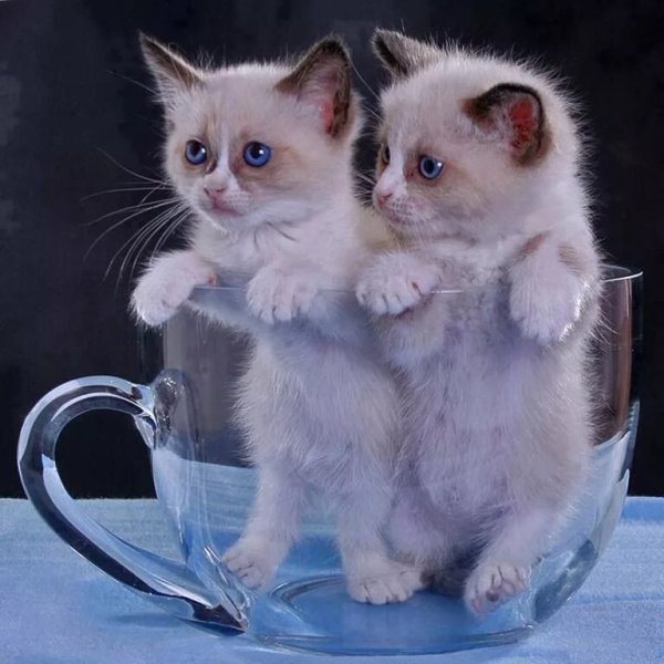 Доброе утречко котенок