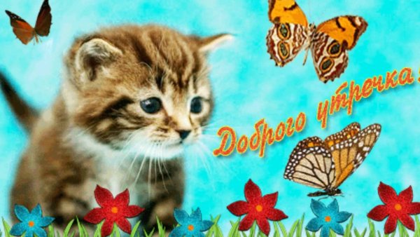 Доброе утро котенок с бабочкой