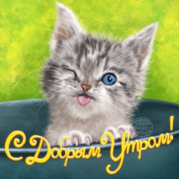 Доброе утро котенок