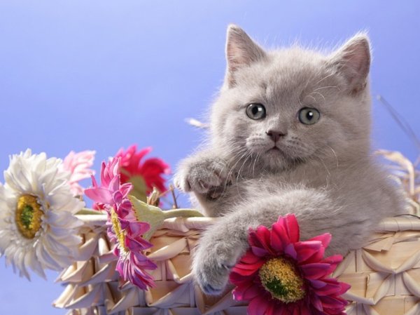 Открытка «котики»