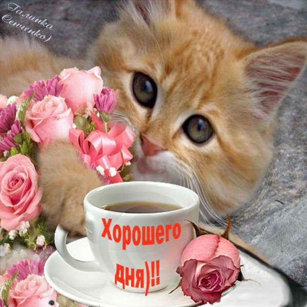 Доброе утро котенок