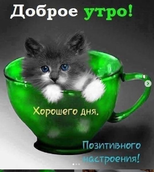 Открытки с добрым утром с кошками
