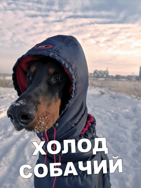 Холодина собачья приколы