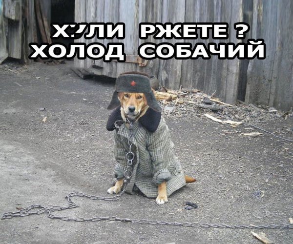 Холод собачий