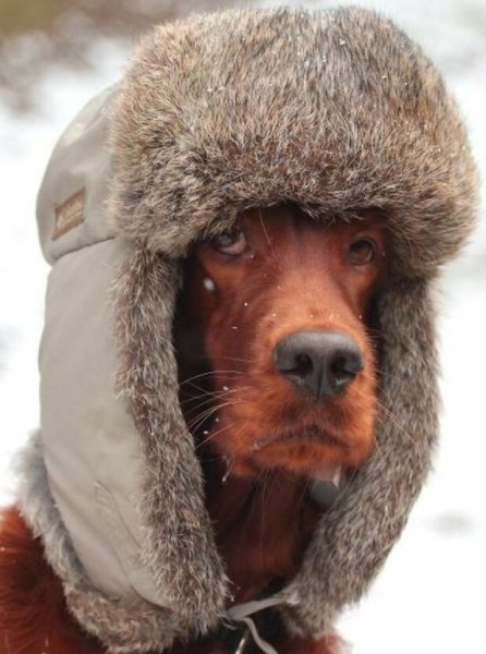 Шапка ушанка прикольная