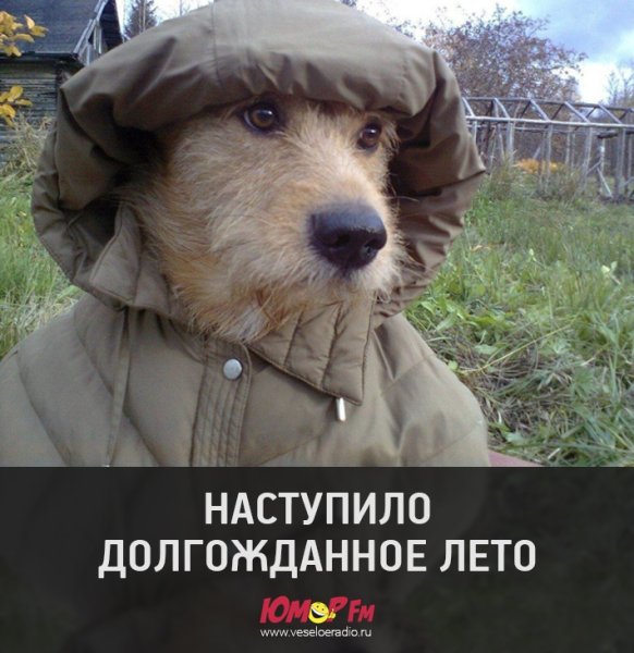 Коротко о погоде холод собачий