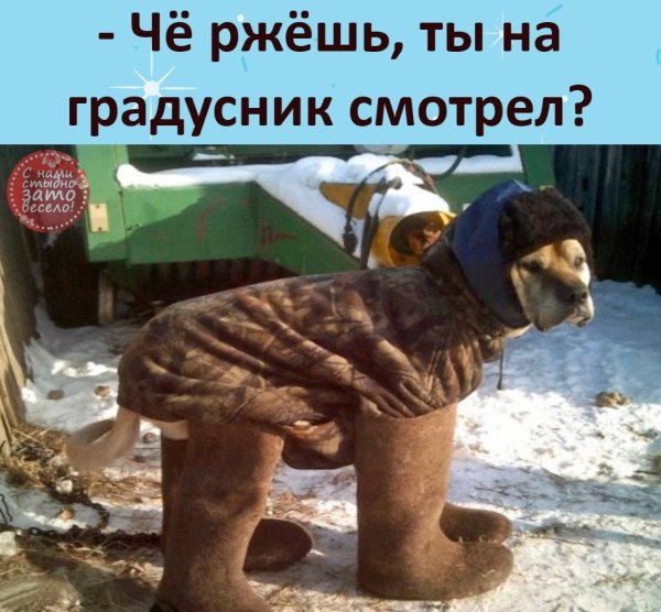 Собака в зимней шапке