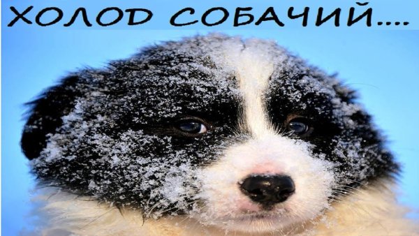 Шапка 'собака'