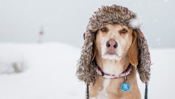 Кутенких Андрей Владимирович