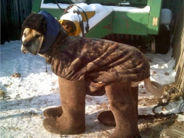 Собака мерзнет