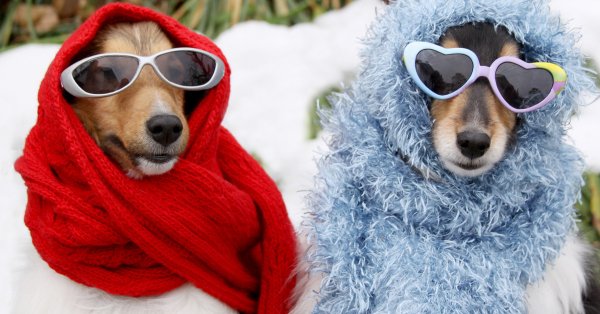 Собака в ушанке прикол