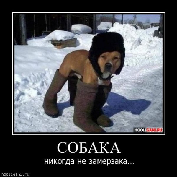 Фразеологизм собачий холод