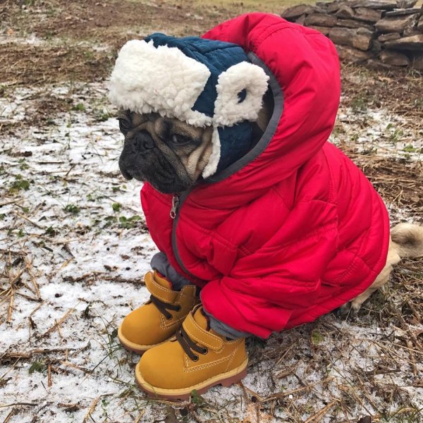 Бездомные животные зимой