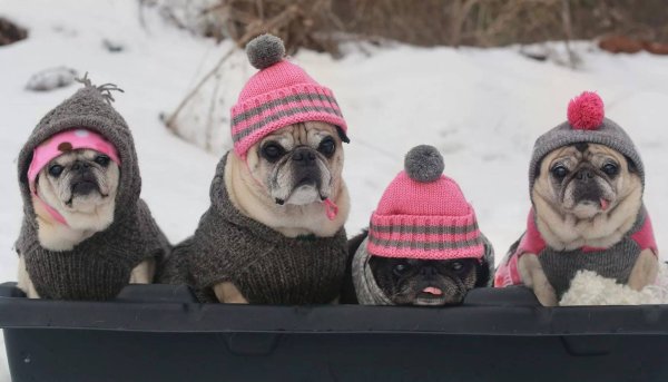 Собака зимой