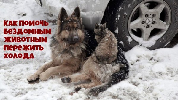 Покормите бездомных жи,во