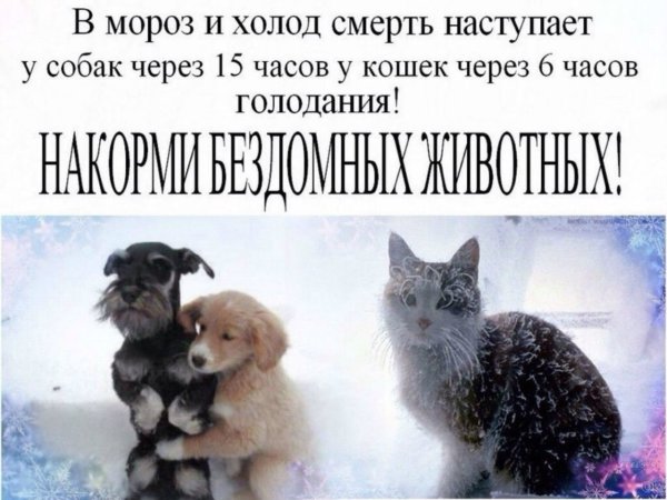 Ожидается собачий холод с юмором