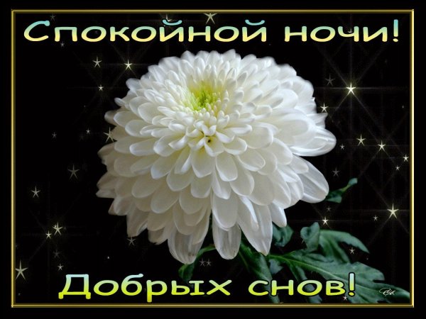 Цветы с пожеланием спокойной ночи