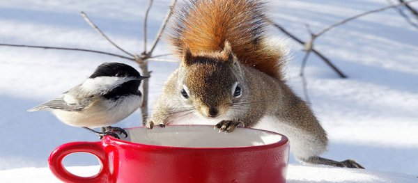 Доброе зимнее утро среды
