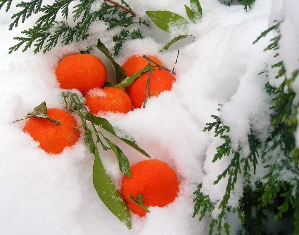 Мандарины на снегу