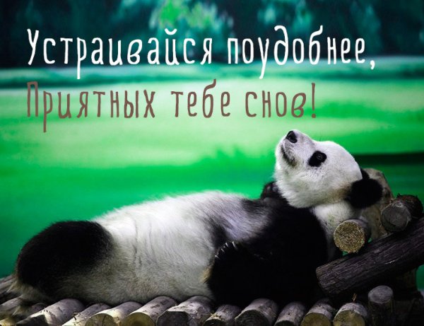 Спокойной ночи картинки прикольные