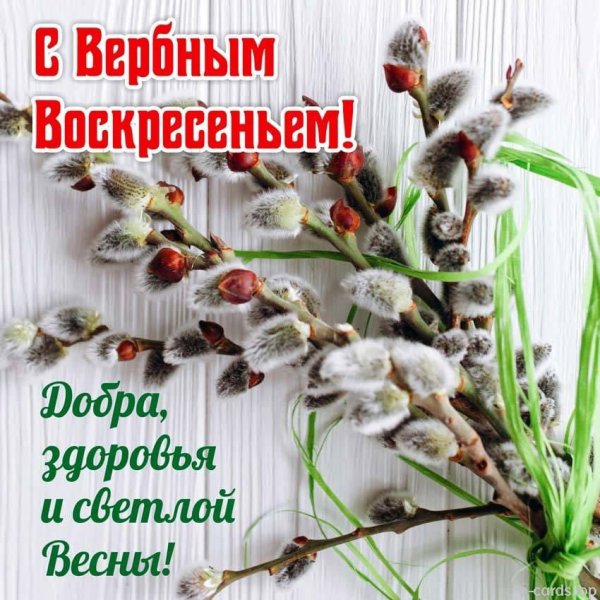 Красивая ветка вербы