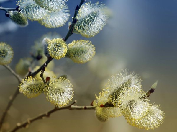 Вербное воскресенье поздравления