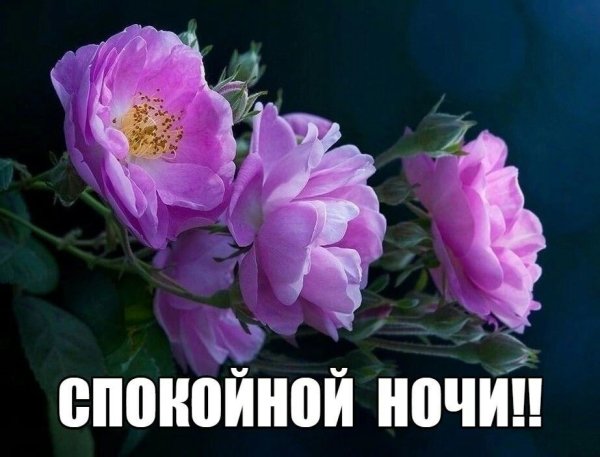 Спокойной ночи цветы