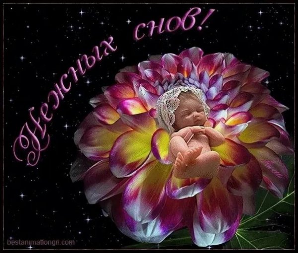 Сладких снов! Красивые цветы