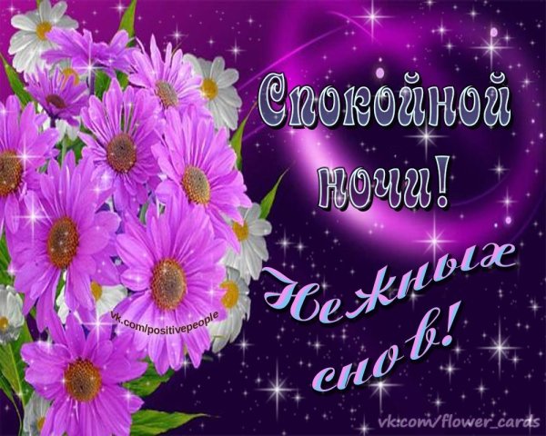 Спокойной ночи хризантемы