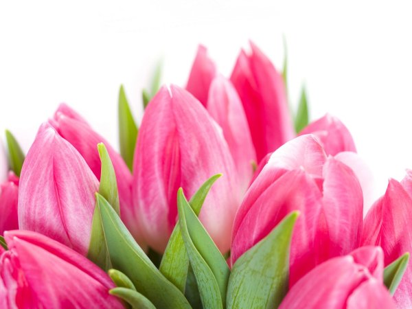 Розовые тюльпаны