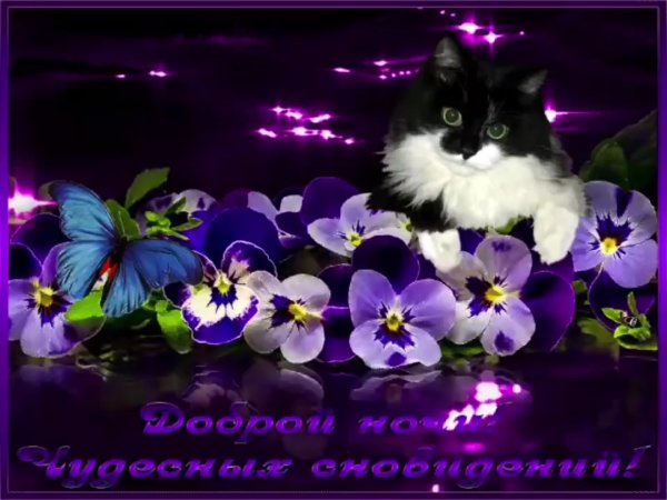 Фрезия (Freesia)