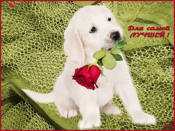 Открытка самой лучшей девушке