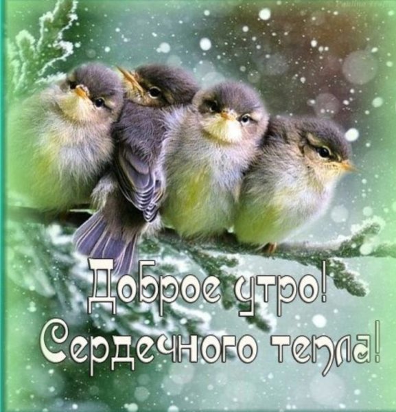 Доброе зимнее утро с птицами