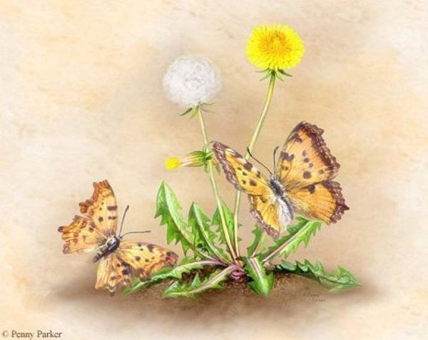 Пенни Паркер картины