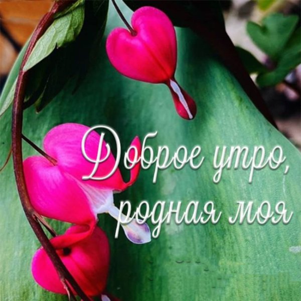 Доброе утро родные