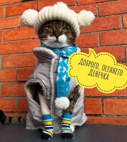 Кот в шапке и шарфе