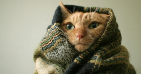 Открытка Мороз крепчает