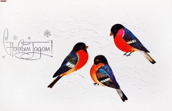 Советские открытки со снегирями